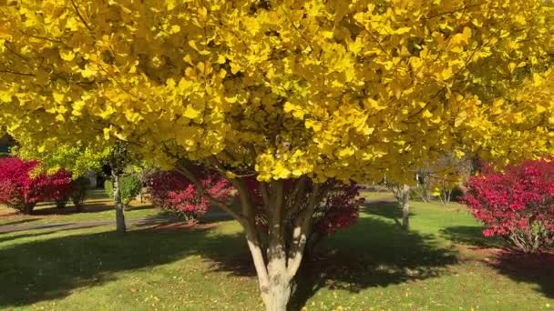 Ginkgo Biloba Árvore Com Outono Folhas Amarelas Contra Céu — Vídeo de Stock