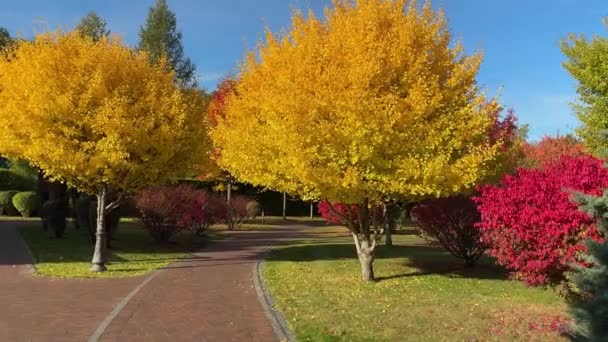 Caminho Jardim Parque Entre Árvores Coloridas Brilhantes Arbustos — Vídeo de Stock