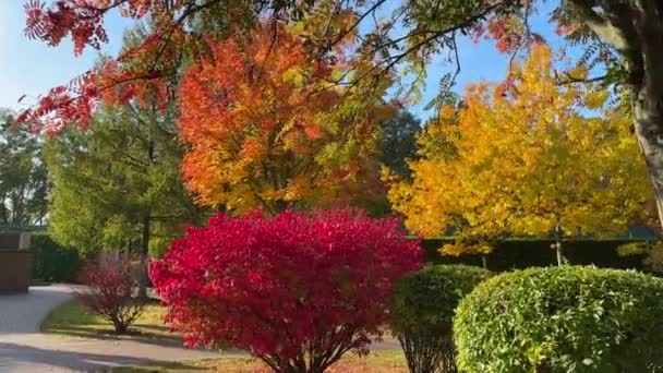 Caminho Jardim Parque Entre Árvores Coloridas Brilhantes Arbustos — Vídeo de Stock