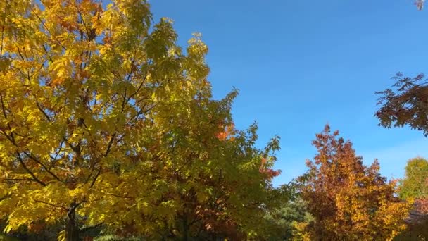 Czerwone Dęby Jesiennymi Wielobarwnymi Liśćmi Parku Przed Niebem — Wideo stockowe