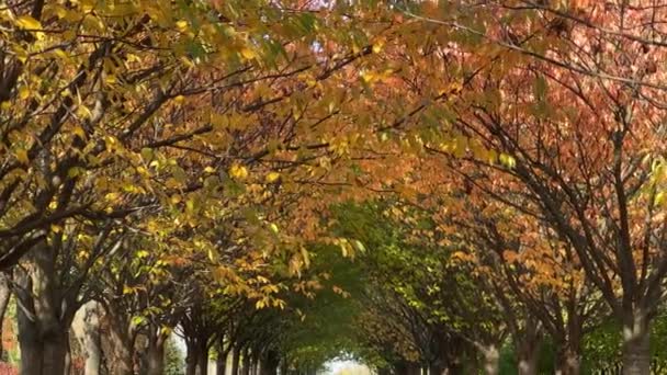 Ulička Třešňových Květů Podzimními Listy Parku — Stock video