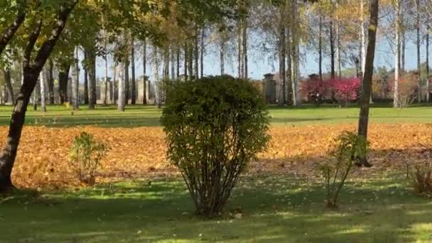 Trávník Spadlým Listím Mezi Různými Stromy Podzimním Parku — Stock video