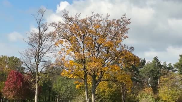 Maples Velhos Com Folhas Outono Que Estão Separadamente Gramado — Vídeo de Stock