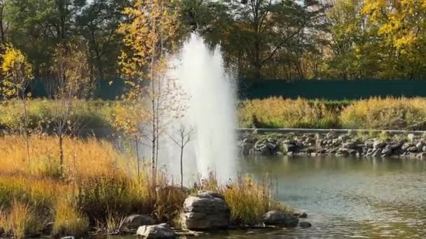 Fontanna Stawie Zarośnięta Trzcinami Drzewami Jesienią — Wideo stockowe