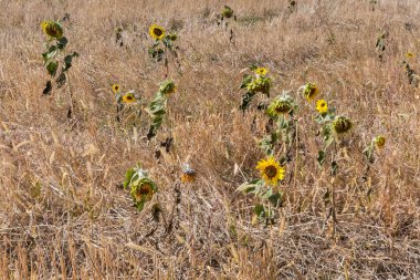 Kendi kendine çiçek açan ayçiçekleri güneşli bir sonbahar gününde kuru yüksek otların arasında.