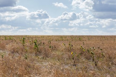 Kuru, yüksek çimlerin arasında açarken, güneşli bir sonbahar gününde arka planda görünen, kendi kendine tohumlanan ayçiçekleriyle kaplanmış bir arazi.