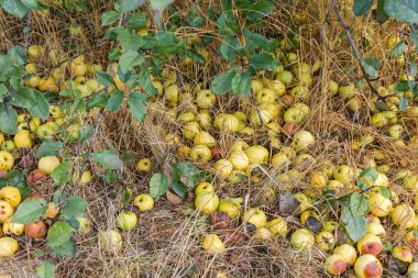 Hasarlı ve kısmen çürümüş olan olgun sarı elmalar sonbahar bulutlu günlerinde kuru çimenlerin arasında uzanıyorlar.
