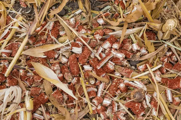 Crushed dry corn cobs among the shredded stems on the soil on the corn field after a harvesting with a combine harvester, top view in overcast day
