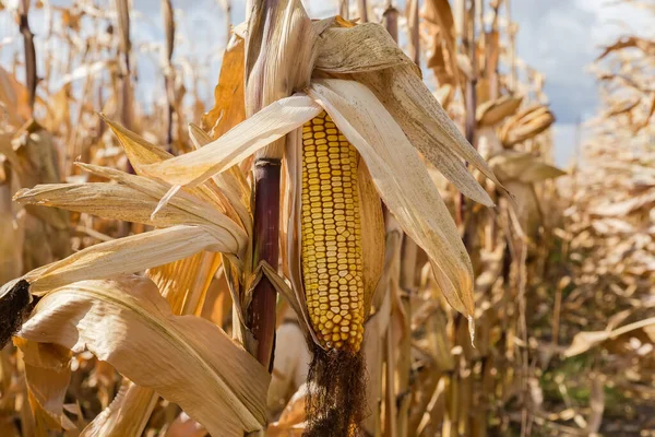 Güneşli bir günde mısır tarlasının diğer saplarına karşı kurumuş mısır kabuğunda olgunlaşmış mısır kulağı.