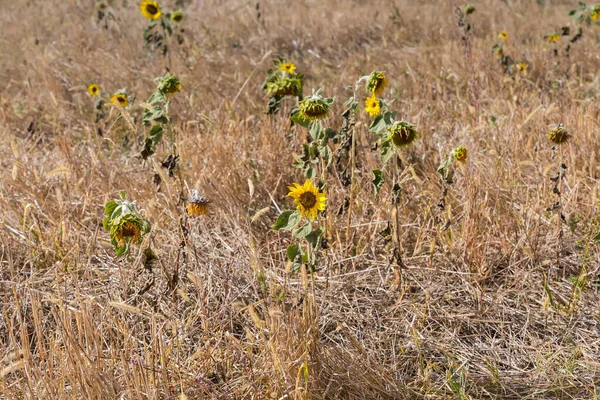 Kendi kendine çiçek açan ayçiçekleri güneşli bir sonbahar gününde kuru yüksek otların arasında.