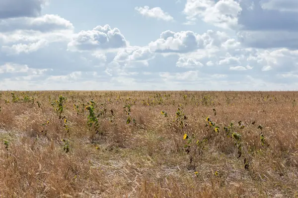 Kuru, yüksek çimlerin arasında açarken, güneşli bir sonbahar gününde arka planda görünen, kendi kendine tohumlanan ayçiçekleriyle kaplanmış bir arazi.