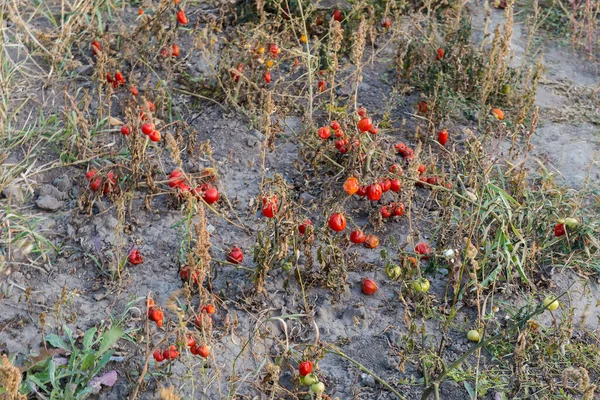 Sonbahar rüzgarlı sabahında bir tarlada toplanan ana hasattan sonra domatesin bozulmuş ve donmuş artıkları.