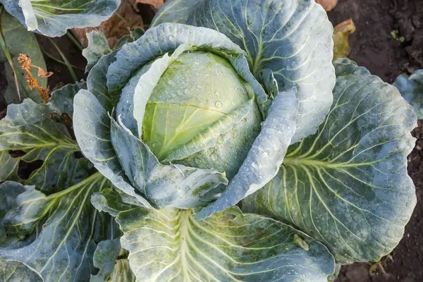 Geç çeşitlilikteki beyaz lahananın ıslak kafası. Sabah vakti yağmur damlalarıyla kaplı. Üst manzara. 