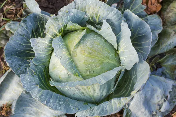 Geç çeşitlilikteki beyaz lahananın ıslak kafası. Sabah vakti yağmur damlalarıyla kaplı. Üst manzara. 