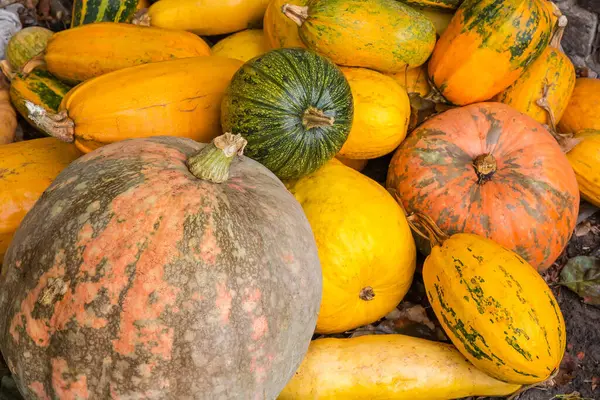 Bulutlu bir günde, bir çiftlikte toplanan farklı varicolli balkabağı yığını. Seçici odak noktasında balkabağı yığını.