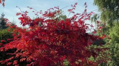 Park yerinde kırmızı yaprakları olan genç Japon akçaağacı