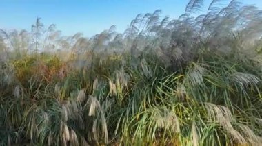 Güneşli bir günde panikle Miscanthus 'un süslü otları.