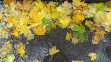Islak sonbahar akçaağaç yaprakları yağmurlu bir sabahta su birikintisinde.