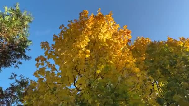 Кленовые Вершины Осенними Листьями Ветреное Утро Против Неба — стоковое видео