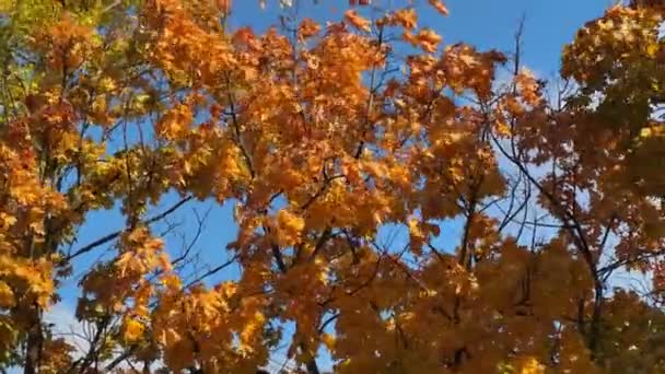 Кленовые Ветви Осенними Листьями Ветреное Утро Против Неба — стоковое видео