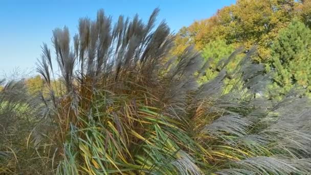 Şatafatlı Çimen Çalıları Miscanthus Güneşli Bir Günde Panikliyor — Stok video