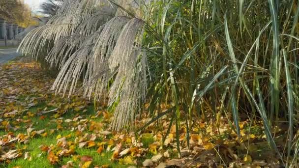 阳光明媚的日子里 一丛丛装饰过的青草 — 图库视频影像