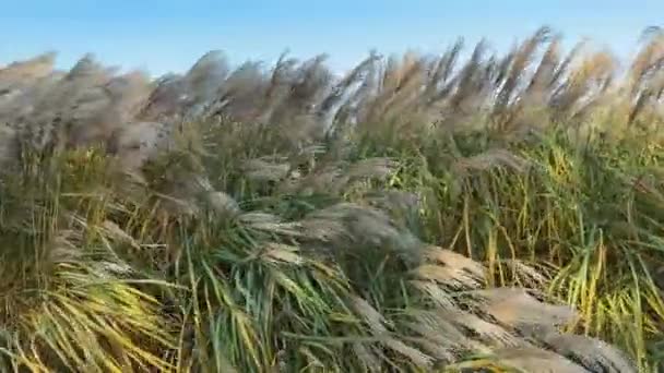 Bushes Ornamental Grass Miscanthus Panicles Sunny Day — Stock Video