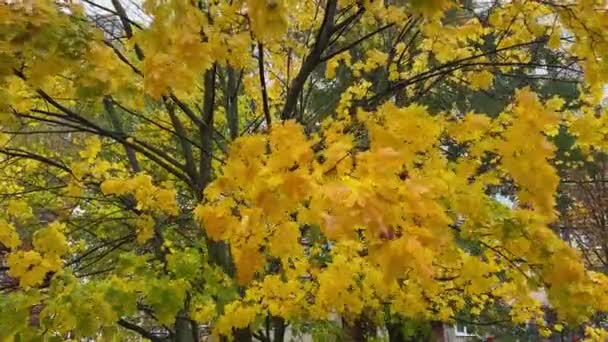 Кленові Гілки Осіннім Листям Вітряний Дощовий Ранок — стокове відео