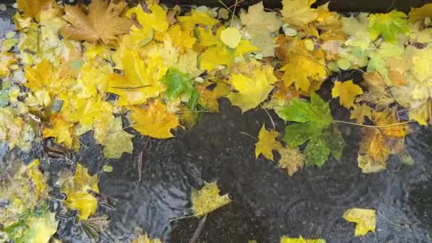 비오는 아침에 웅덩이에 떨어진 단풍잎 — 비디오