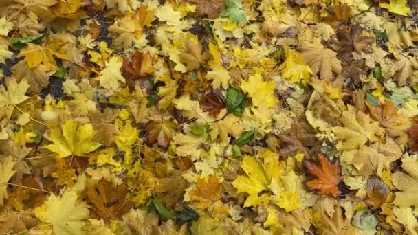 Υγρά Πεσμένα Φύλλα Σφενδάμου Στο Έδαφος Φθινόπωρο Συννεφιασμένη Ημέρα — Αρχείο Βίντεο