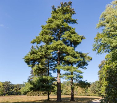 Three old high eastern  white pines, also known as Weymouth pine, growing on the edge of the big glade against the clear sky in the autumn park clipart
