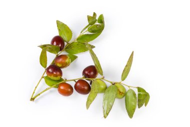 Çin tarihi olarak da bilinen iki küçük jujube dalı ya da beyaz arka planda taze meyve ve yapraklarla kırmızı tarih