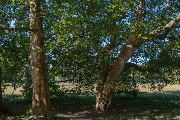 Old platanus trees with green leaves growing on the foreground on the edge of the big glade in the park