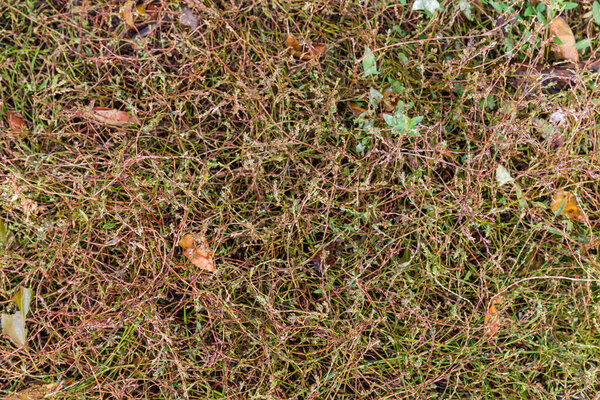Section of the wet meadow overgrown with knotgrass, top view in autumn overcast morning
