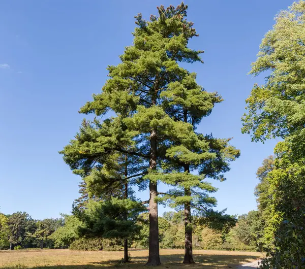 Three Old High Eastern White Pines Also Known Weymouth Pine Stock Photo