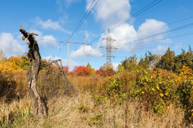 Güneşli bir günde sonbahar ormanı arasında beton kutuplar şeklinde çelik kafes iletim kuleleri ve kuleleri olan iki farklı üstten elektrik hattı.