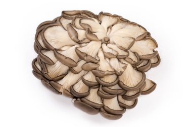 Beyaz arka planda taze ekilmiş çiğ istiridye mantarı kümesi.