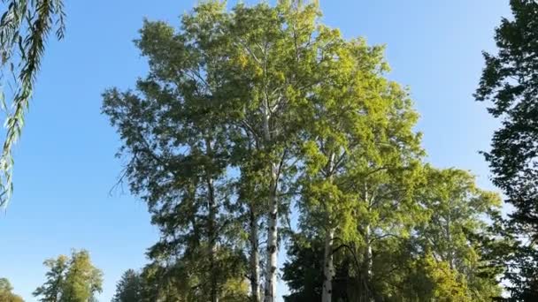 阳光明媚的早晨 秋天公园湖岸上的老杨树 — 图库视频影像