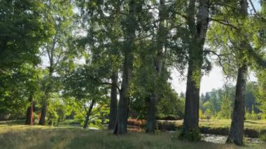 Güneşli bir sabahta, sonbahar parkında, göl kıyısındaki eski sarmaşıklar.