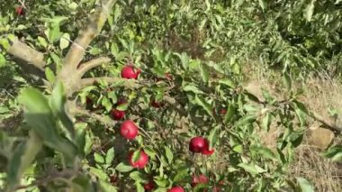 Meyve bahçesinde asılı kırmızı elmalı elma dalları