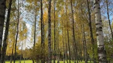 Birch korusu ve sonbahar yaprakları güneşli bir günde parkta.