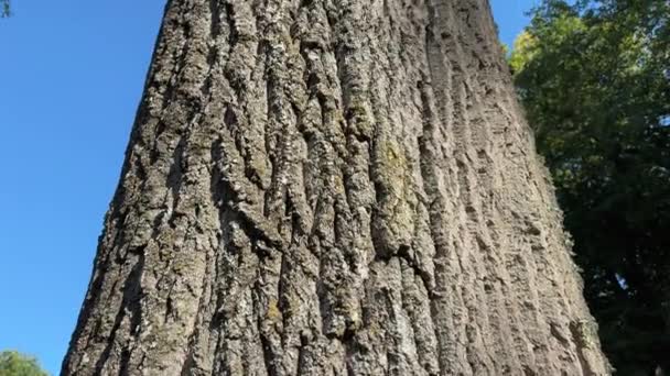 Eski Kavak Ağacının Gövdesi Dalları Alt Görünüm — Stok video