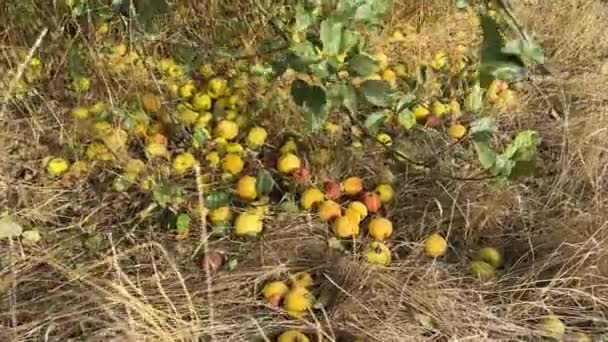 Apel Kuning Jatuh Termasuk Busuk Berbaring Tanah Antara Rumput — Stok Video