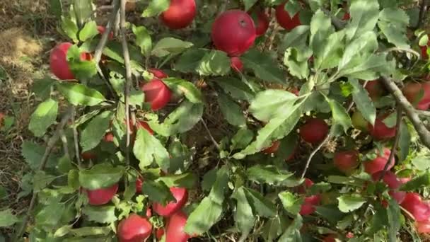 Almaágak Vörös Almával Gyümölcsösben — Stock videók
