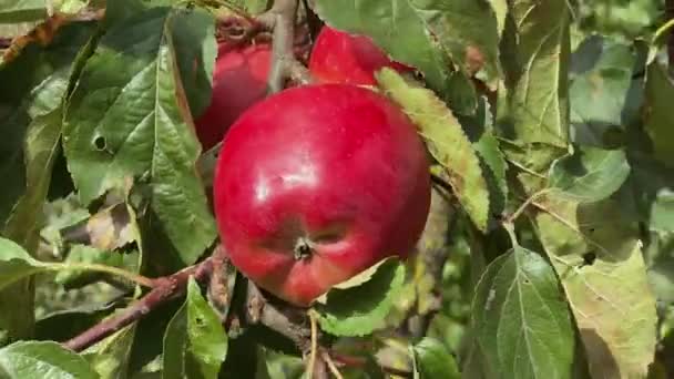 Äppelgren Med Röda Äpplen Fruktträdgården Vid Stark Vind — Stockvideo