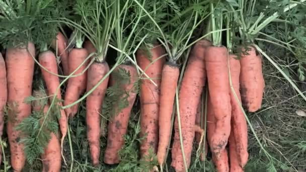 Montón Zanahorias Recién Excavadas Con Acarreo Verde Suelo — Vídeos de Stock