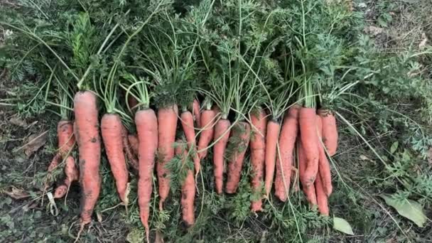 Купа Свіжокопаної Моркви Зеленою Водоростями Землі — стокове відео