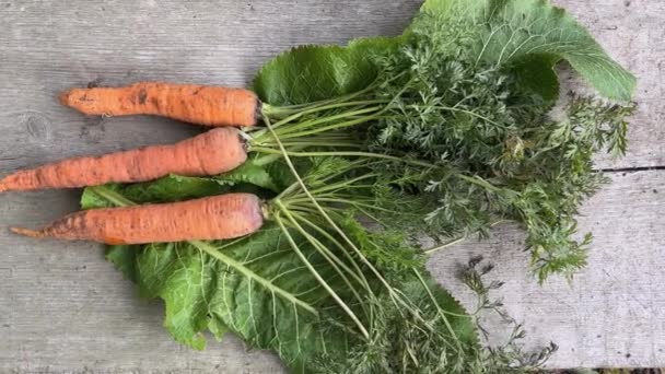 Freshly Dug Carrots Green Haulm Old Wooden Surface — Stock Video