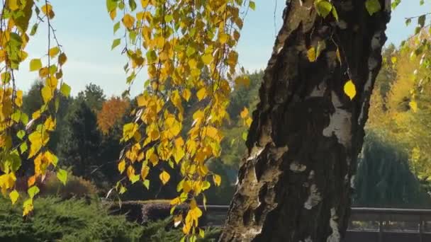 Ağaç Gövdesi Dalları Güneşli Bir Günde Sonbahar Yapraklarıyla — Stok video