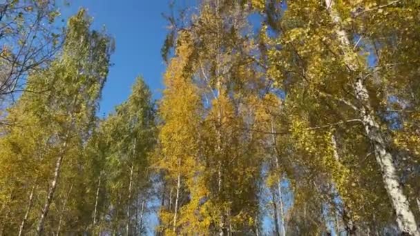Birches Tops Autumn Leaves Sky Sunny Day — Stock Video